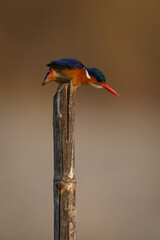 Malachite kingfisher leaning forward on guano-stained post