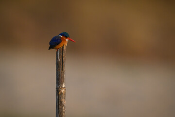 Malachite kingfisher hunching down on cracked post