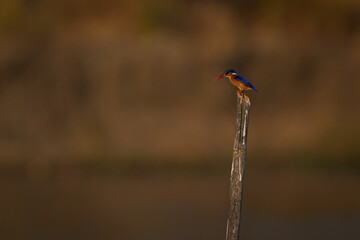 Malachite kingfisher in profile on bamboo pole