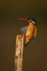 Malachite kingfisher lands on post carrying grub