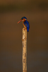 Malachite kingfisher looking down from guano-stained post