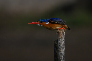 Malachite kingfisher leans forward on wooden post