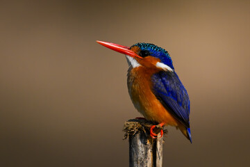Malachite kingfisher lifts bill on split post