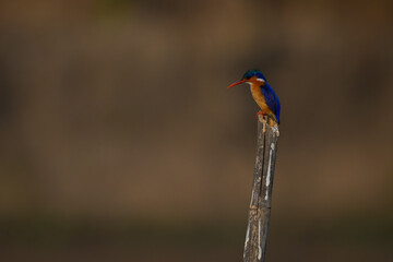 Malachite kingfisher looks down from guano-stained post