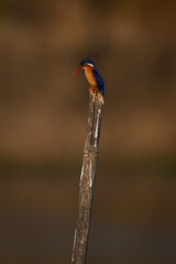Malachite kingfisher looks down from leaning pole