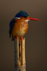 Malachite kingfisher looking right on marker post