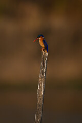 Malachite kingfisher looks down from wooden post