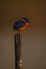Malachite kingfisher looks down from marker post