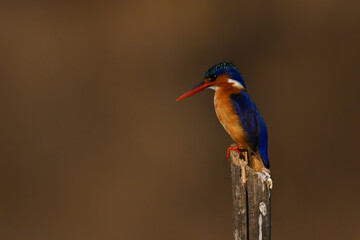 Malachite kingfisher looks down from split pole