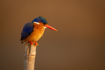 Malachite kingfisher looks down from worn post