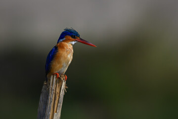 Malachite kingfisher looks down from split post