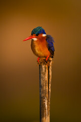 Malachite kingfisher looking down on worn post