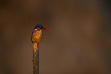 Malachite kingfisher looking right on bamboo post