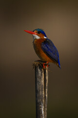 Malachite kingfisher looking up from cracked post