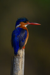 Malachite kingfisher looking right on tilting post