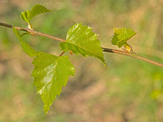 Twig with sunny fresh leaves of a birch tree, selective focus with bokeh background - betula 