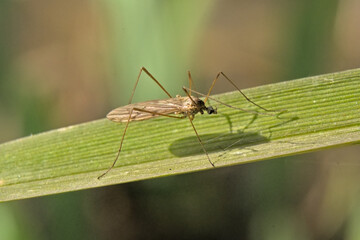Macro of a cranefly on a grass blade - Symplecta stictica 