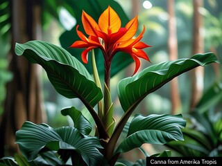 Vibrant Canna Lily with Tropical Bloom.