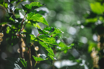 Fototapeta premium Intricate spider web glistening with tiny droplets of morning dew, hanging between green leaves in a dark forest, creating a magical and delicate scene