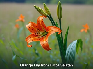Orange Lily Field Bloom Closeup.