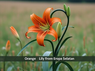 Orange Lily with Field Bloom, and Summer.
