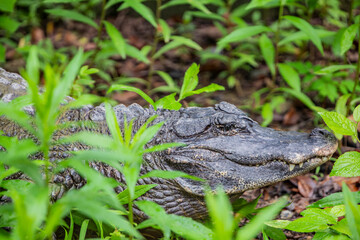 The closeup image of Chinese alligator (Alligator sinensis).
A critically endangered crocodile...