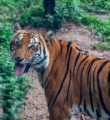 The South China tiger is a population of the Panthera tigris tigris subspecies that is native to southern China. It is possibly extinct in the wild.