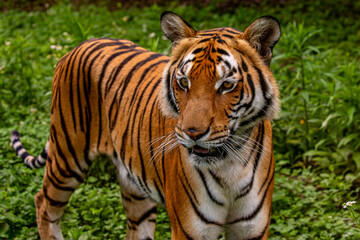 The South China tiger is a population of the Panthera tigris tigris subspecies that is native to southern China. It is possibly extinct in the wild.