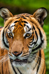 The South China tiger is a population of the Panthera tigris tigris subspecies that is native to southern China. It is possibly extinct in the wild.