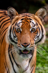 The South China tiger is a population of the Panthera tigris tigris subspecies that is native to...