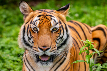 Fototapeta premium The South China tiger is a population of the Panthera tigris tigris subspecies that is native to southern China. It is possibly extinct in the wild.