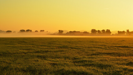 Golden Morning Sun Illuminates Low Mist Rising Above Field Beneath Trees