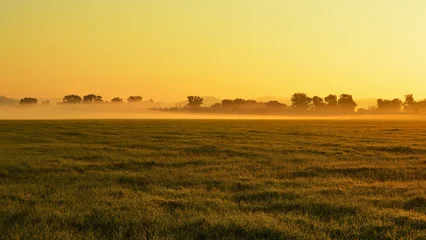 Fotobehang Meloen Golden Morning Sun Illuminates Low Mist Rising Above Field Beneath Trees  © SebVoj