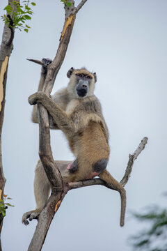 The Yellow Baboon is a social and agile primate found in East Africa. It has a slim build, yellow-brown fur, and a dog-like face. It lives in troops and adapts well to savannas and woodlands.