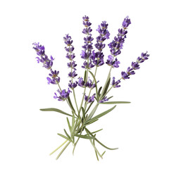 Naklejka premium Close-up of a lavender bunch. Purple flower clusters, light green stems. Detailed image, vibrant color