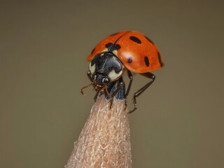 closeup view of novius cardinalis on pencil tip