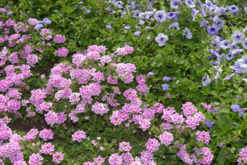 Garden Verbena (Verbena x hybrida) and light purple petunias in a garden bed outdoors, summer