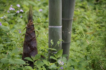 Emerging Spring Bamboo Shoots Breaking Through Forest Floor Macro Photography