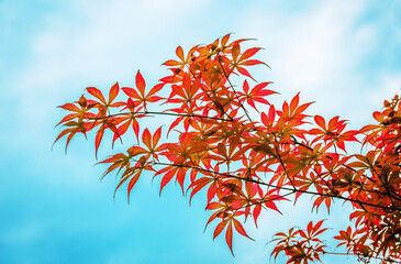 Yellow Rapeseed Flowers Blooming Across Vast Countryside Field In Spring