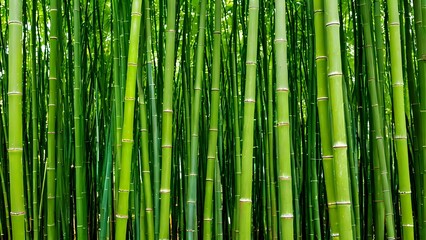 Obraz premium green bamboo background