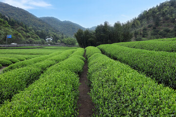 Naklejka premium Bamboo Forest With Soft Light Filtering Through Lush Green Canopy