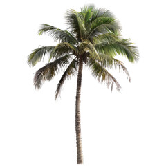 Isolated tropical palm tree, vibrant green foliage, tall trunk