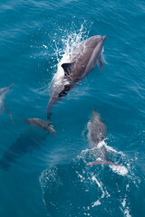 Naklejka premium Dolphins Playing In Ocean Waters Wildlife Underwater Photography Capturing Marine Mammal Behavior
