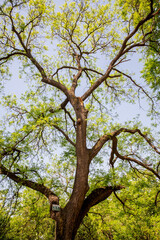 April Ancient Scholar Tree Silhouette With Seasonal Foliage And Historic Bark