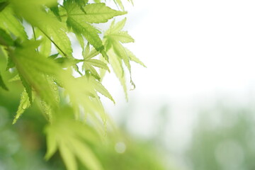 Obraz premium Clear Macro Close Up of Water Droplets Hanging on Vibrant Green Maple Leaf After Rain