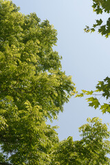 trees in summer on a uniform sky and lake