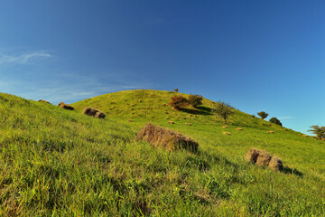Obraz premium Clear Blue Sky and Rolling Green Hills of Czech Countryside in Summer
