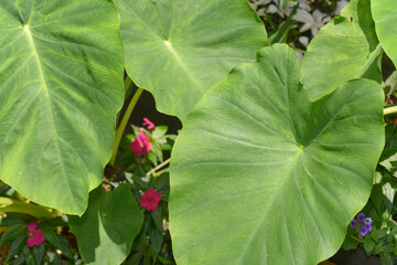 flower pot with plants and large green leaves