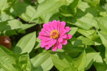 pink zinnia flower with foliage in the sun
