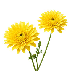 yellow gerber flowers